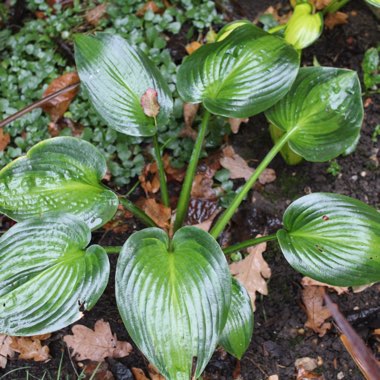 Hosta (Tardiana Group) 'June'