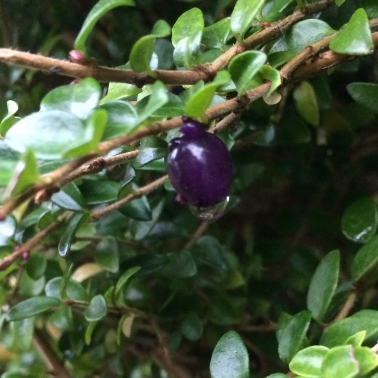 Plant image Lonicera ligustrina 'Elegant' syn. Lonicera nitida 'Elegant'