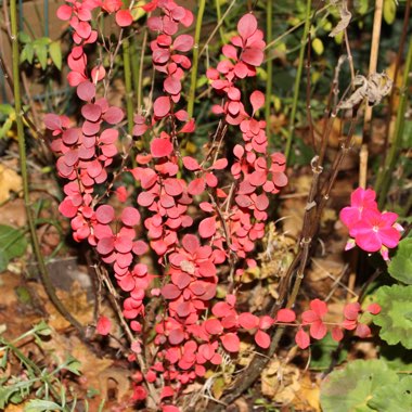 Berberis Thunbergii 'Orange Rocket' syn. Berberis thunbergii 'Painter's Palette'