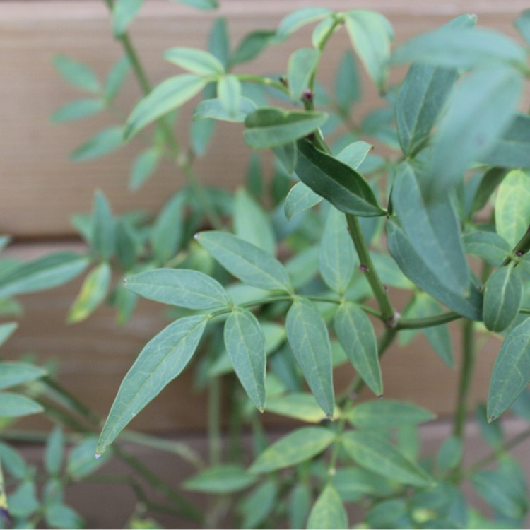 Plant image Jasminum humile 'Revolutum'