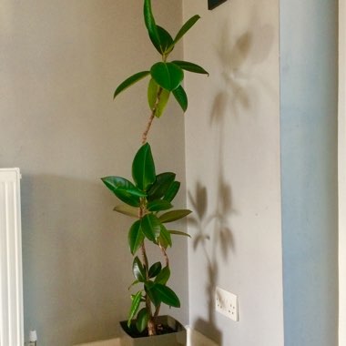 Ficus elastica