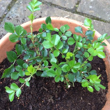 Rosa 'Harquill' syn. Rosa 'White Star'