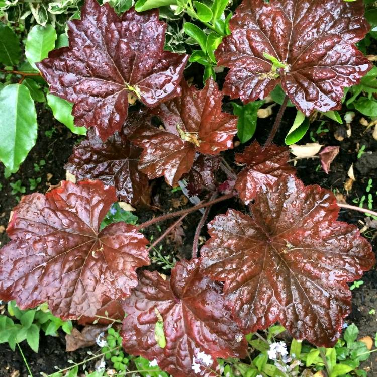 Plant image Heuchera villosa 'Palace Purple' syn. Heuchera sanguinea 'Palance Purple', Heuchera micrantha 'Palace Purple'