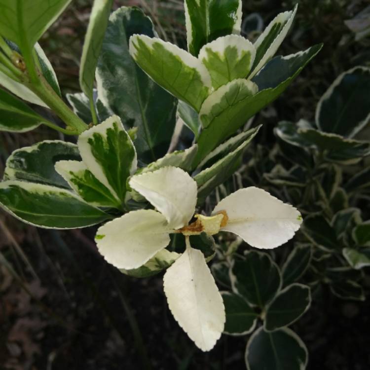 Plant image Euonymus Fortunei 'Emerald Gaiety'