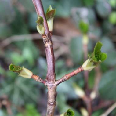 Hydrangea petiolaris  syn. Hydrangea anomala subsp. petiolaris