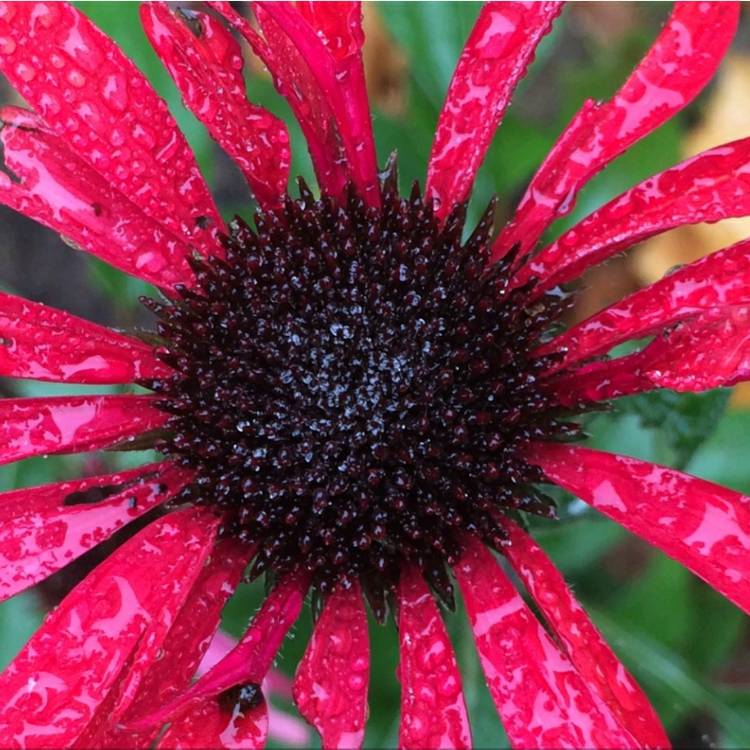 Plant image Echinacea 'Apecssired' (Sunseekers Series) syn. Echinacea 'Sunseekers Red'