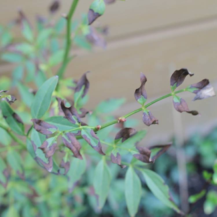 Plant image Jasminum humile 'Revolutum'