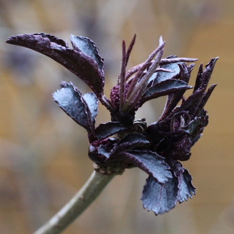 Plant image Sambucus nigra f. porphyrophylla 'Gerda' syn. Sambucus nigra f. porphyrophylla 'Black Beauty', Sambucus nigra 'Black Beauty'