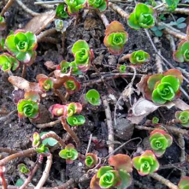 Saxifraga