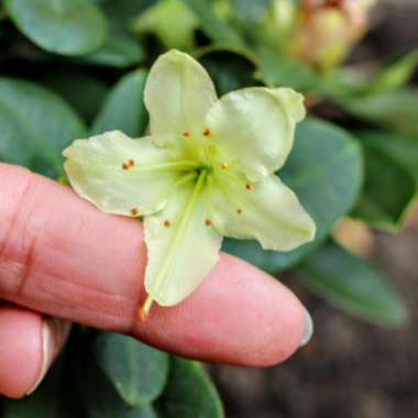 Rhododendron 'Shamrock'