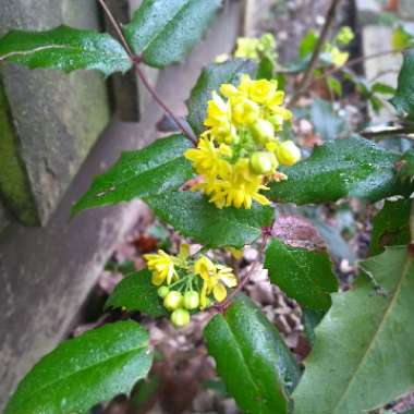 Mahonia aquifolium