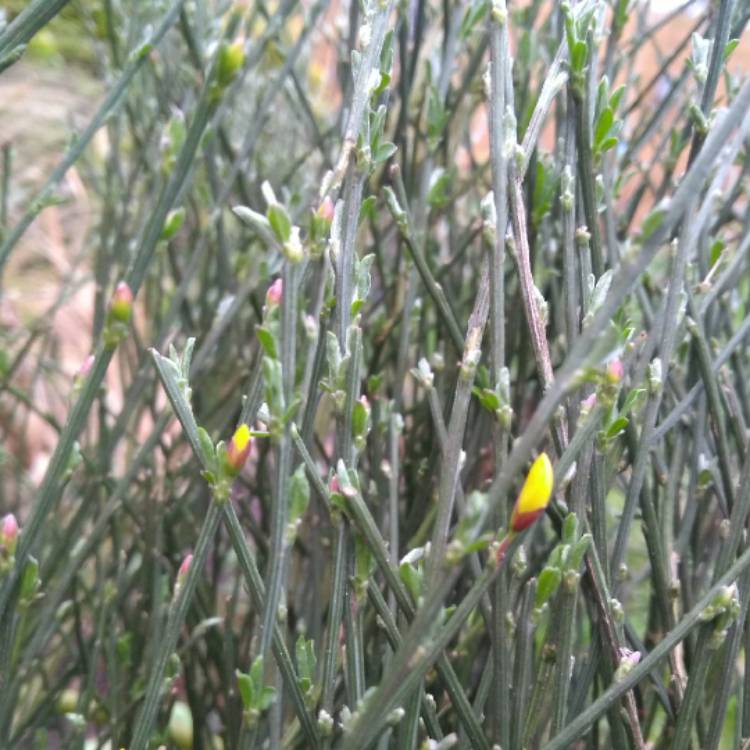 Plant image Cytisus 'Lena'