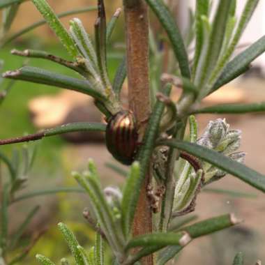 Salvia rosmarinus  syn. Rosmarinus officinalis