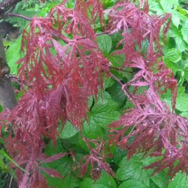 Acer palmatum 'Crimson Queen' (Dissectum Group) syn. Acer palmatum var. dissectum 'Crimson Queen'