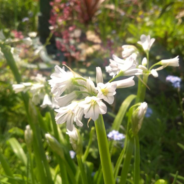 Plant image Allium triquetrum