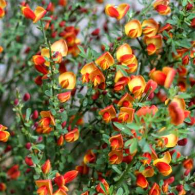 Cytisus