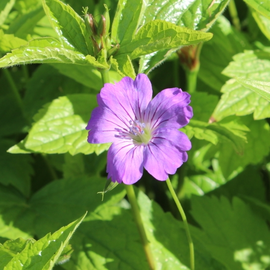 Plant image Geranium phaeum