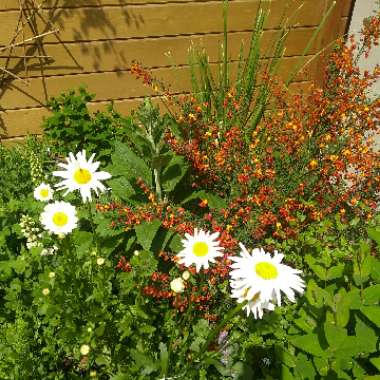 Leucanthemum vulgare