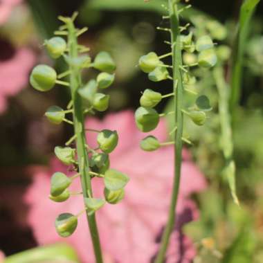 Muscari armeniacum