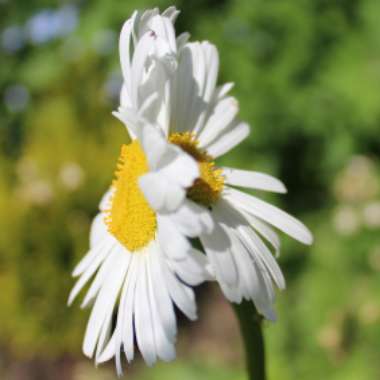 Leucanthemum vulgare