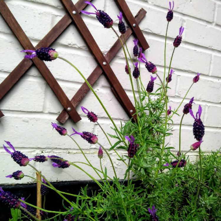 Plant image Lavandula stoechas 'Florvendula Deep Purple' (Little Bee Series) syn. Lavandula stoechas 'Little Bee Deep Purple'