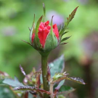 Rosa (Miniature)