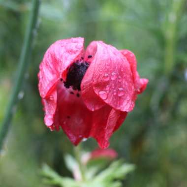 Anemone coronaria