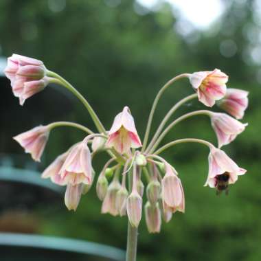 Allium siculum syn. Nectaroscordum siculum, Allium nectaracsardium, Allium bulgaricum