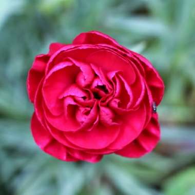 Dianthus 'Passion'