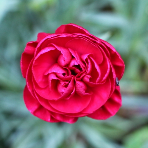 Plant image Dianthus 'Passion'