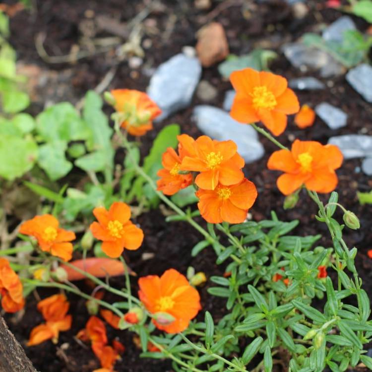 Plant image Helianthemum 'Ben Mohr'