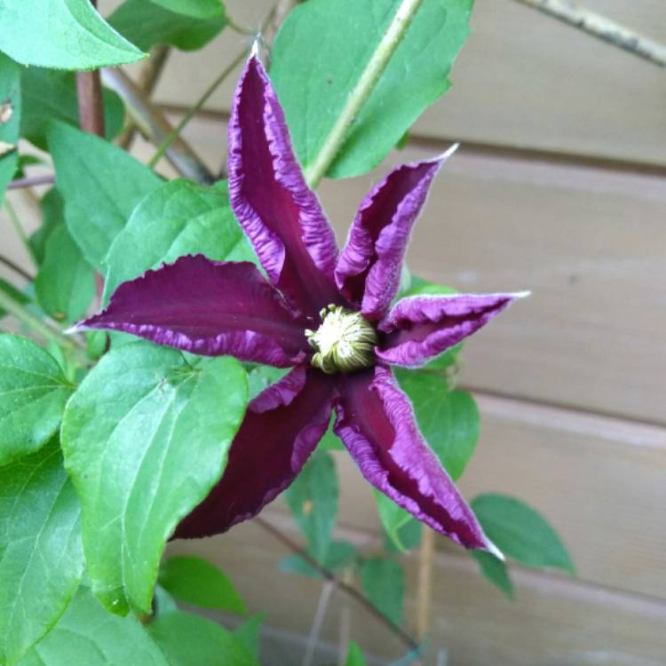 Plant image Clematis 'Niobe'