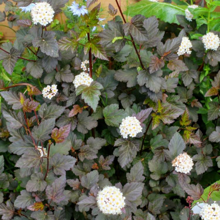 Plant image Physocarpus opulifolius 'Seward' syn. Physocarpus opulifolius 'Summer Wine'