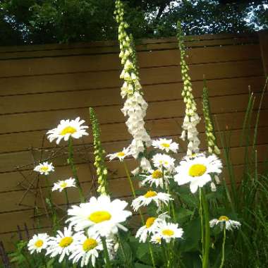 Digitalis purpurea 'Alba'