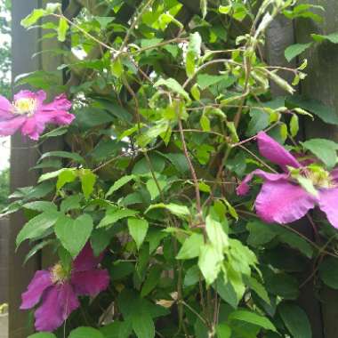 Clematis 'Ernest Markham'