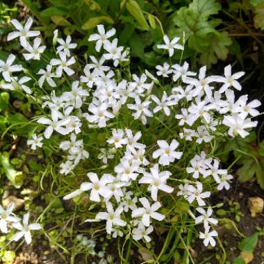 Oxalis articulata 'Alba'