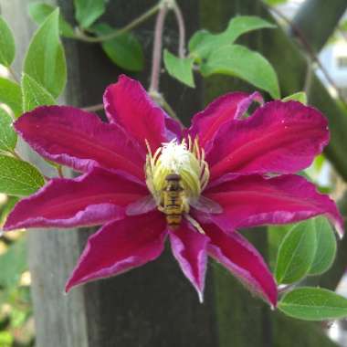 Clematis 'Evipo078' (Boulevard Series) syn. Clematis 'Acropolis'