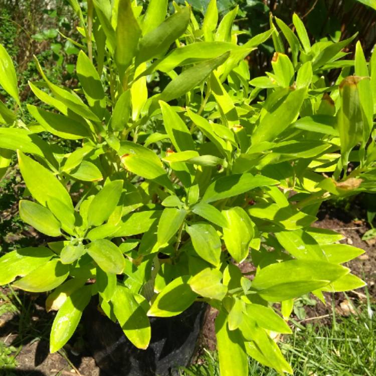 Plant image Alstroemeria 'Sweet Laura'