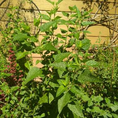 Salvia guaranitica 'Argentine Skies'