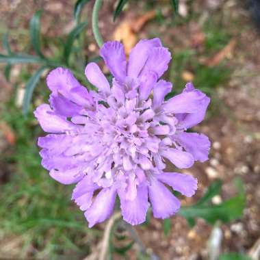 Scabiosa caucasica