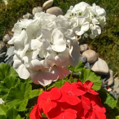 Pelargonium 'Grandeur Odorata Cola' (Grandeur Odorata Series)