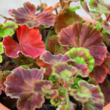 Pelargonium 'Grandeur Odorata Cola' (Grandeur Odorata Series)