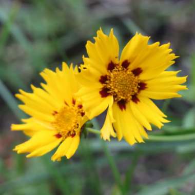 Coreopsis