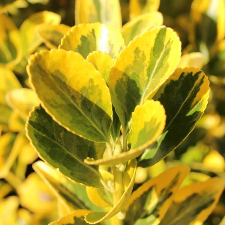 Plant image Euonymus fortunei 'Emerald 'n' Gold'