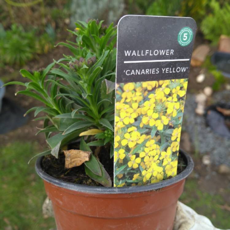 Plant image Erysimum 'Canaries Yellow'