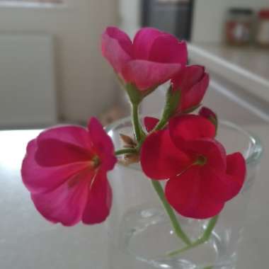 Pelargonium 'Grandeur Odorata Cola' (Grandeur Odorata Series)