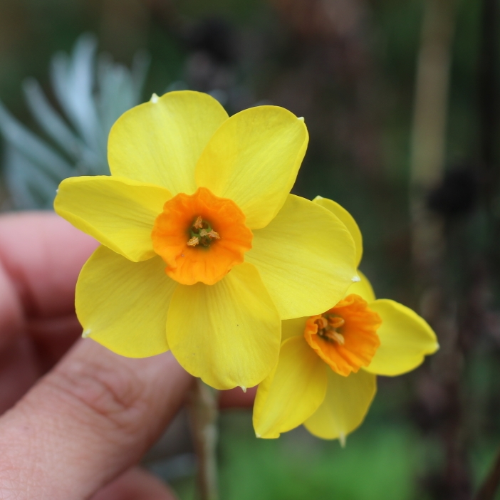 Plant image Narcissus 'Canaliculatus'