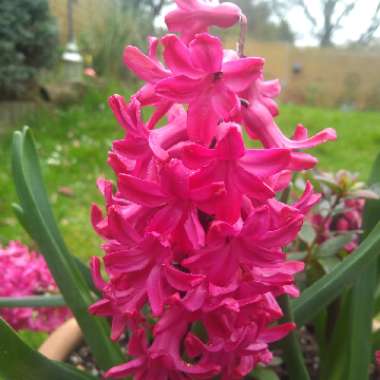 Hyacinthus orientalis 'Jan Bos'