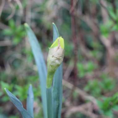 Narcissus 'Tahiti'