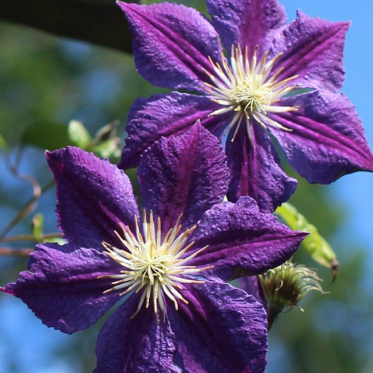 Plant image Clematis 'Star Of India'